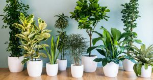 Ideias criativas para decorar sua casa com plantas