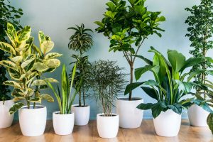 Ideias criativas para decorar sua casa com plantas